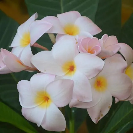 Felice גיארדיני נאקסוס