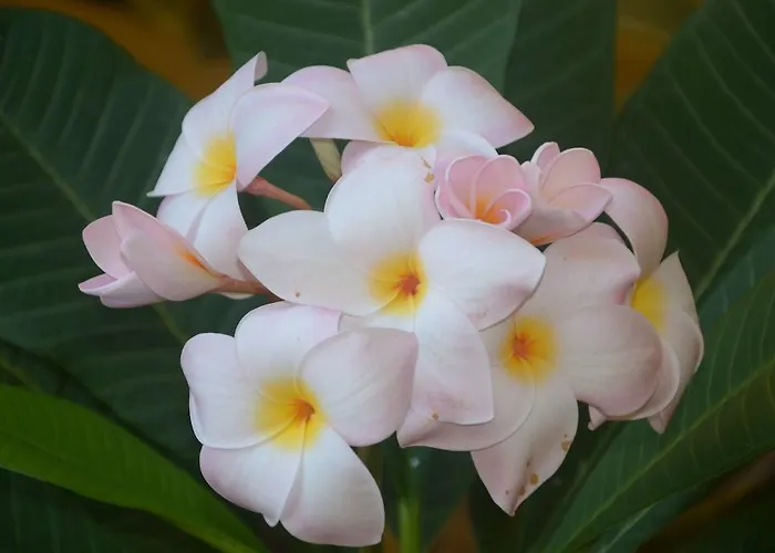 Felice Giardini Naxos